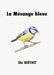 Illustration: La Mésange bleue - Elie Berthet