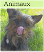 Animaux-Audio