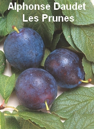 Illustration: Les Prunes - Alphonse Daudet