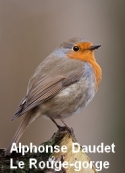 Alphonse Daudet: Le Rouge-gorge