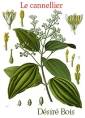 Plantes à épices, à aromates, à condiments-Le cannellier