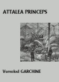 Attalea princeps
