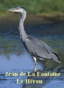 jean-de-la-fontaine-le-heron