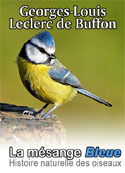 leclerc-de-buffon-histoire-naturelle-des-oiseaux-la-mesange-bleue