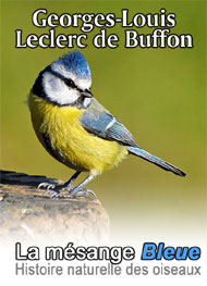 Illustration: Histoire naturelle des oiseaux-La Mésange Bleue - Leclerc de Buffon