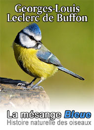 Leclerc de Buffon - Histoire naturelle des oiseaux-La Mésange Bleue