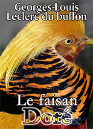 Illustration: Le Faisan doré ou le Tricolor huppé de la Chine - Leclerc de Buffon