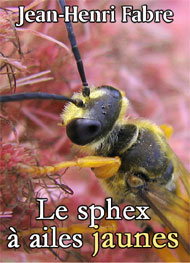 Illustration: Le sphex à ailes jaunes - Jean-Henri Fabre